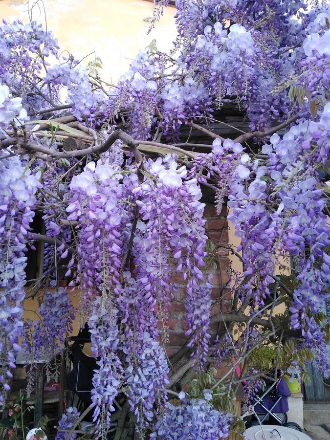 Villa Le Pergole- Firenze Dış mekan fotoğraf